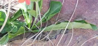 Image result for Crossandra greenstockii