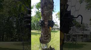 How to protect fruit trees from squirrels, raccoons and birds make habitat changes. How To Squirrel Proof A Fruit Tree Youtube
