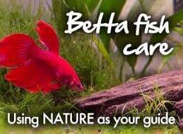 They can attack another fish just for being in their area. The Ultimate One Page Guide To Betta Fish Care