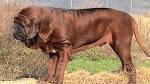 Kumaon Mastiff: History, Facts, Personality, Temperament ...