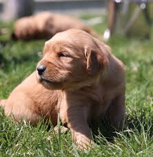 Find chocolate labrador retriever puppies and dogs from a breeder near you. Blog Archives Windy Knoll Golden Retrievers