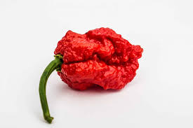 Follow and like our official: Carolina Reaper Dikenali Sebagai Cili Terpedas Di Dunia Blog Cilibangi