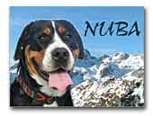 England, northern ireland, or wales or for the entire list of greater swiss mountain dog breeders in the uk, check out our greater swiss mountain dog home page.; Grosser Schweizer Sennenhund Great Er Swiss Mountain Dog Breeders And Kennels Eurobreeder Com