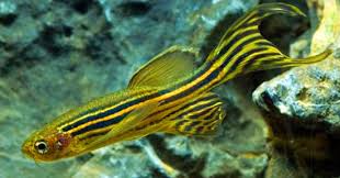 4,806 likes · 24 talking about this. 26 Jenis Ikan Hias Zebra Danio Populer Alam Ikan