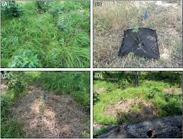 Maybe you would like to learn more about one of these? Weed Control And Overstory Reduction Improve Survival And Growth Of Under Planted Oak And Hickory Seedlings Oliver 2019 Restoration Ecology Wiley Online Library