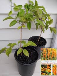 Image result for Pyrostegia