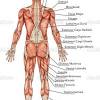 When you are taking anatomy and physiology you will be required to identify major muscles in the human body. 1