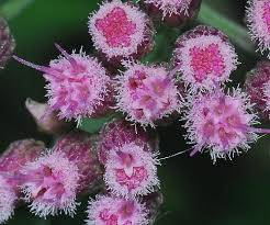 Image result for Pluchea