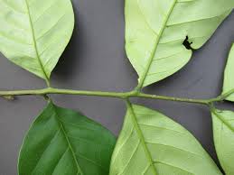 Image result for Aporrhiza paniculata