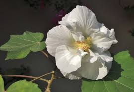Image result for Hibiscus mutatus