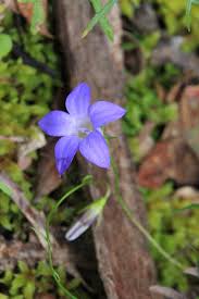 Image result for Wahlenbergia flexuosa