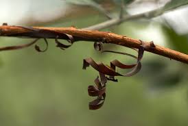 Image result for Combretum psidioides