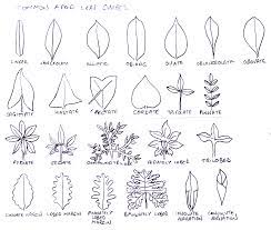 And then i add about 10% charcoal which helps remove toxicities that can build up (over many months) in the potting mix. Plant Families Araceae Aka Aroids Or Arums Tentative Plant Scientist