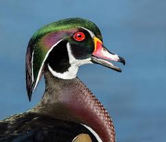 Pin On Fin Fur And Feather