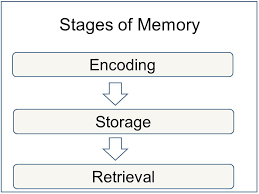 In this memory test, we use animal images to test your visual memory by showing you 3 animals at first and asking you to recall the same 3 animals at the end. Memory Encoding Storage And Retrieval Simply Psychology