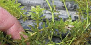 Image result for Hydrolea brevistyla