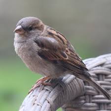 August Bird Of The Month Female House Sparrow August Is Always An Eerily Quiet Month For The Garden Birds Only The House Sparrows See Female House Sparrow House Sparrow Bird Garden