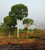 Image result for Croton macrostachyus