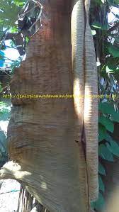 Dengan mengonsumsi rebusan daun pisang yang sudah kering tersebut secara rutin, maka radang tenggorokan dapat mereda bahkan sembuh. Nama Lain Daun Pisang Kering Jenis Pisang Dan Manfaatnya