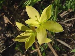 Image result for Menodora heterophylla