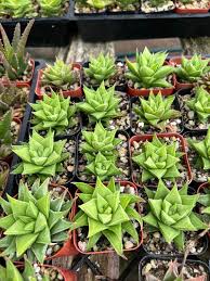 Image result for Euphorbia baylissii
