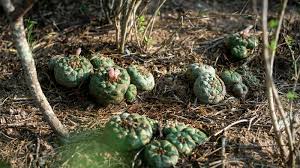 Should native americans be allowed to use peyote in their religious rituals? Peyote Is Endangered Spiritually Sacred And Becoming Legal Howstuffworks