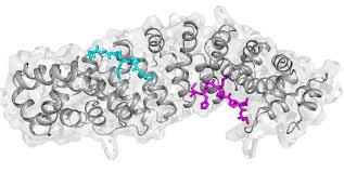 Importin αβ-dependent nuclear transport of human parvovirus B19  nonstructural protein 1 is essential for viral replication An