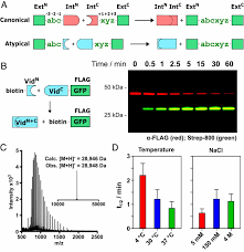 It can impact the structure, electrophilicity and interactions of. Live Cell Protein Engineering With An Ultra Short Split Intein Pnas