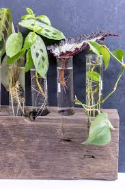 What you need to do here is to take out your plant from the pot and divide it into 2 (or more depending on the size) portions. Guide To Easy Plant Propagation