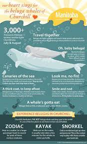 Beluga Facts Infographic By Kirsten Neil From The Article Creating Content Your Audience Will Love My 10 Favourite Beluga Whale Whale Facts For Kids Beluga