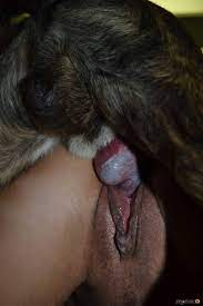 Cachorro lambendo buceta de mulher
