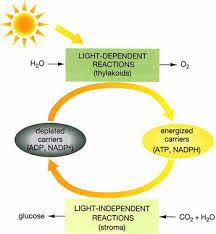 Light Dependent Reactions Flow Chart Google Search Chart