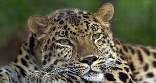 Amur Leopard Pittsburgh Zoo Leopard De L Amour Wikipedia Leopard De L Amour Chats Rares Les Chats Sauvages