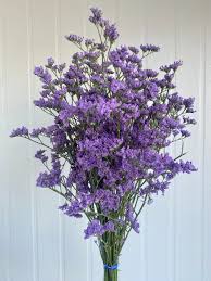 Image result for Limonium