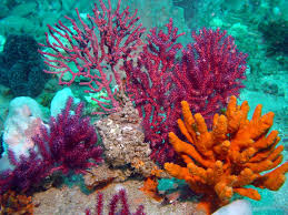 Underwater Sea Life Overview General Description Conservation Activities Beautiful Sea Creatures Coral Reef Photography Underwater Sea