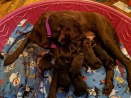 We have a beautiful female still looking for her forever home. View Ad Labrador Retriever Litter Of Puppies For Sale Near Florida Kenansville Usa Adn 102254