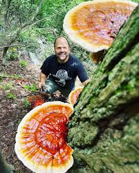 Image result for Ganoderma tsugae