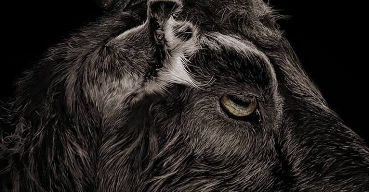 The Witch - Review – Wrong Reel Productions