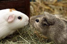 How To Decipher Guinea Pig Sounds And Body Language