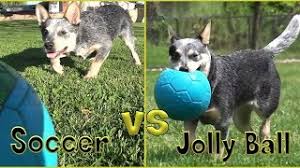 Jolly pets jolly ball teaser dog toy | dogs. Soccer Vs Jolly Ball Youtube