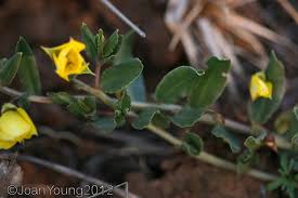 Image result for Talinum crispatulum