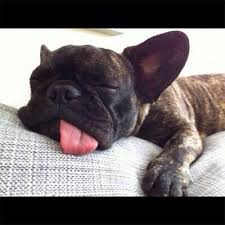 French Bull Dog Sleeping With Its Tongue Hanging Out Cute Animals Sleeping Puppies Cute Dogs