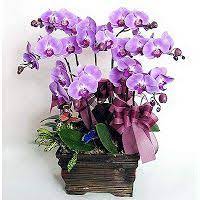 Rangkaian Bunga Anggrek Bulan Toko Bunga By Florist Jakarta Season Plants Bonsai Flower Flowers Perennials