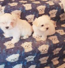 Maltese puppies are small, white and fluffy. Kc Reg Maltese Puppies For 300 By Psolomon754 Gmail Com Elmazad