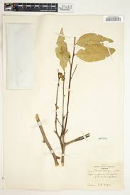 Image result for Maytenus undata