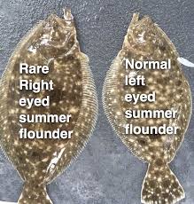 Really Rare Flounder Ocean City Md Fishing