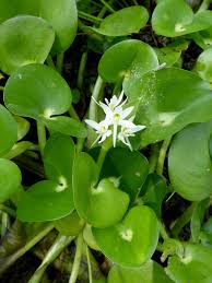 Image result for Heteranthera