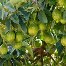 Maybe you would like to learn more about one of these? Avocado Echo