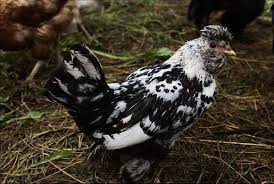 Maybe you would like to learn more about one of these? Pavlovskie Kury Poslednie Otzyvy Luchshie Porody Kur