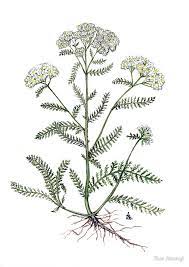 Yarrow Drawing Google Search Plant Sketches Yarrow Flower Flower Drawing
